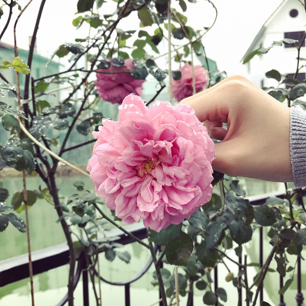 Hoa hồng Charles Rennie Mackintosh